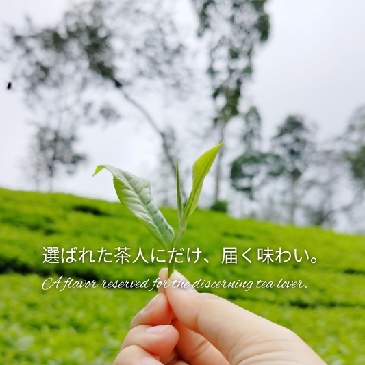 Understanding Matcha Grades: Which One is Right for You?